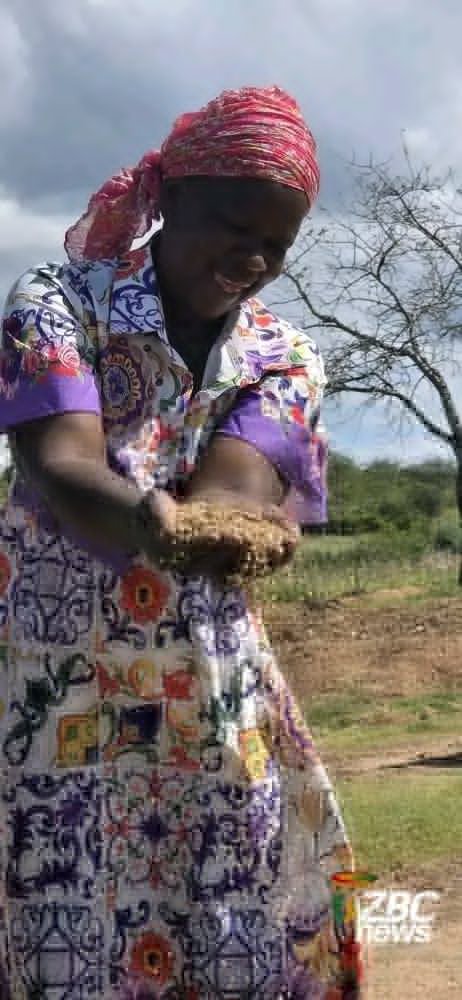 SimangalisoDub5's tweet photo. Results on the ground!
From #Mberengwa to #Bulilima, the Second Republic’s smart agriculture initiatives are transforming harvests. By embracing traditional grains and #Pfumvudza/#Intwasa, @edmnangagwa is ensuring that no district is left behind in our journey to food sovereignty. #Vision2030 #ZimAgric #EDWorks @zimagristories @agribusinesszw @zimagricsociety @agribusiness110