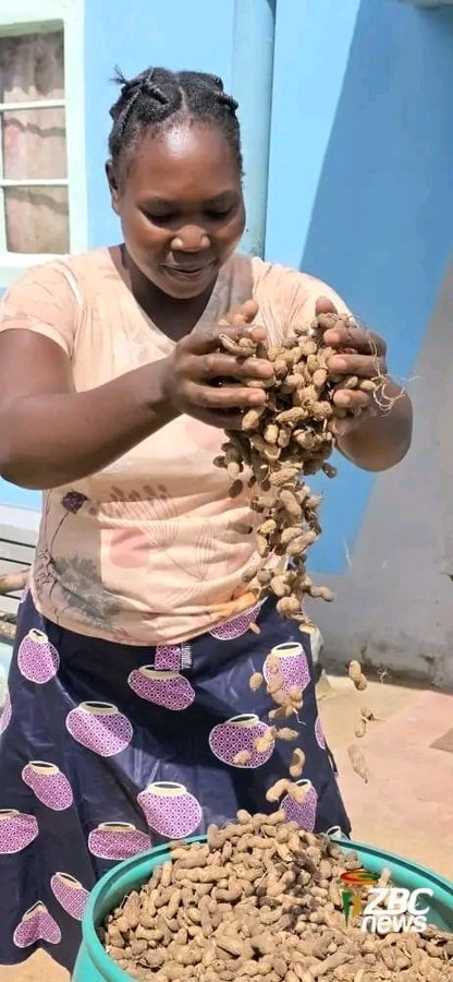 SimangalisoDub5's tweet photo. Results on the ground!
From #Mberengwa to #Bulilima, the Second Republic’s smart agriculture initiatives are transforming harvests. By embracing traditional grains and #Pfumvudza/#Intwasa, @edmnangagwa is ensuring that no district is left behind in our journey to food sovereignty. #Vision2030 #ZimAgric #EDWorks @zimagristories @agribusinesszw @zimagricsociety @agribusiness110