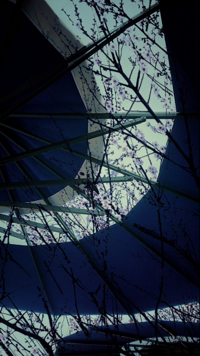 Yukkie🌸Yukko tweet media