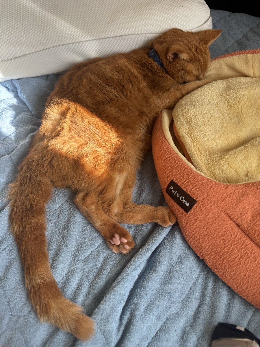 ラテ🐈とミッキー🐕(ニャンワン) tweet media