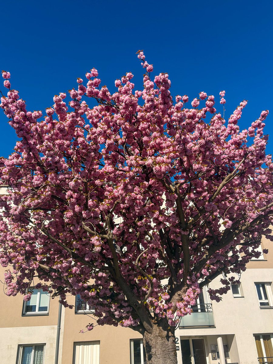 ស្នេហា tweet media