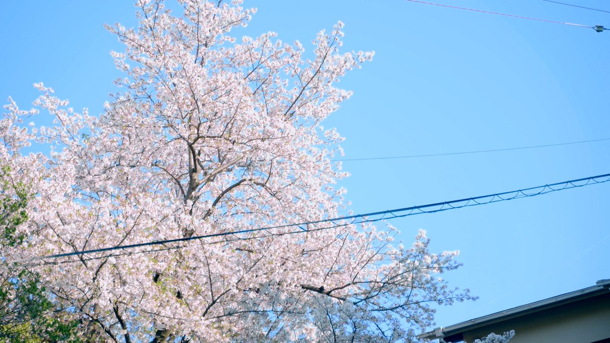 nanase / 四季に栞 tweet media