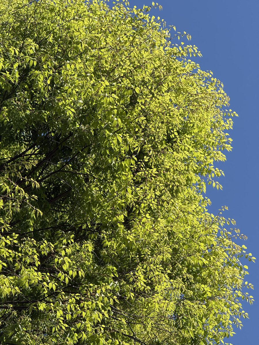 花咲ねこ tweet media