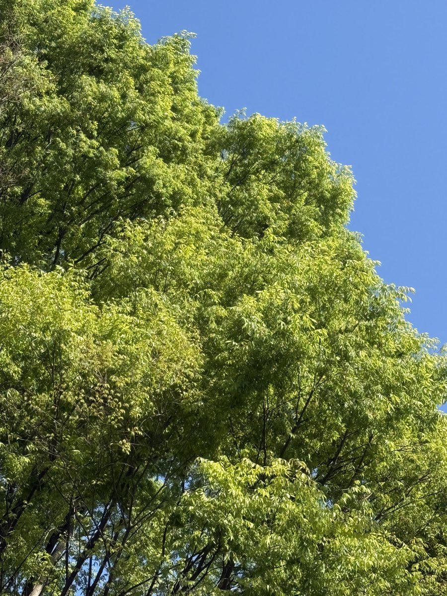 花咲ねこ tweet media