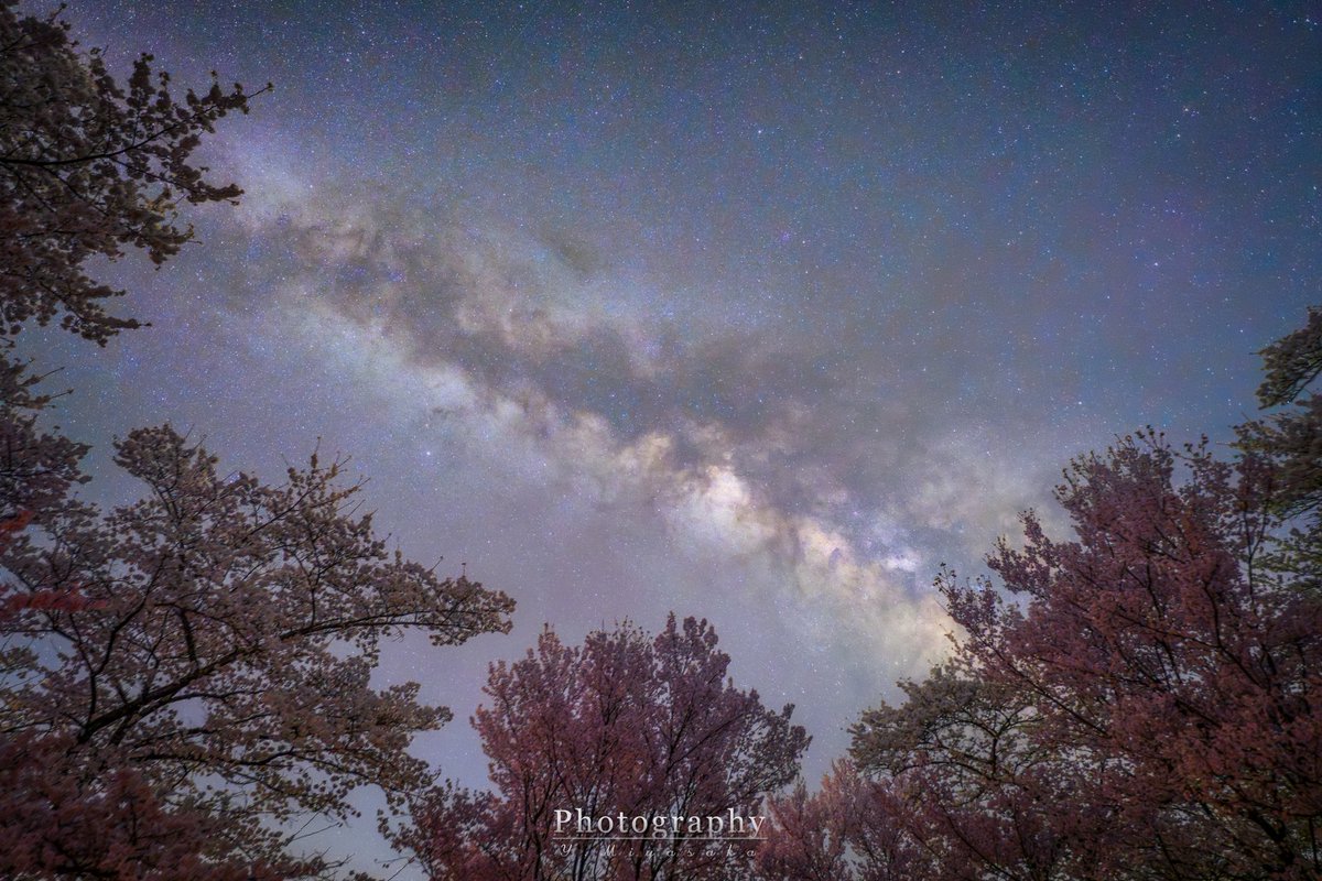 桜に囲まれた広場にて

20mm F2.8 SS30 ISO6400 １枚撮り