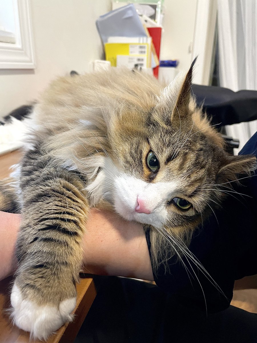 しろあん🐾でっかい北欧猫 tweet media