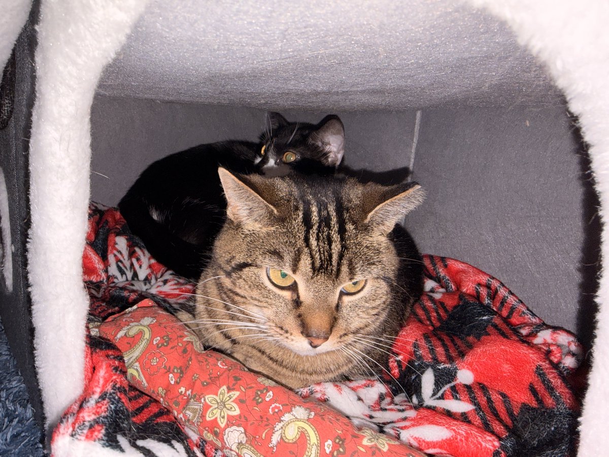 generalbri's tweet photo. At least there is one thing i can actively post now. 😎
My roommate and I adopted two cats. ￼I went in ready to foster, Lunar fell for the tuxedo. I didnt have favorites, but my brain was like “we should get a companion for the tuxedo. Her and the tabby shared a bed together.” https://t.co/zyYC2j4Crd