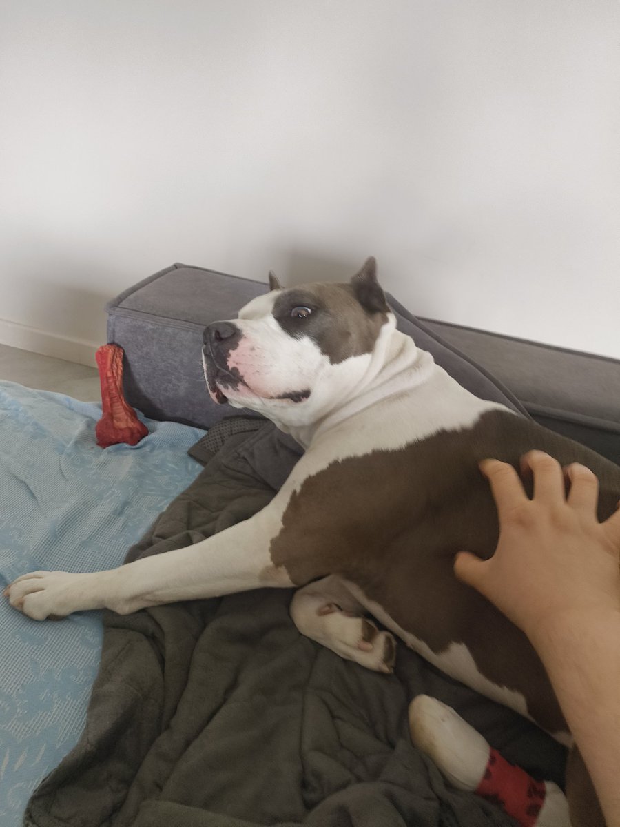 Даниил Кортез tweet media