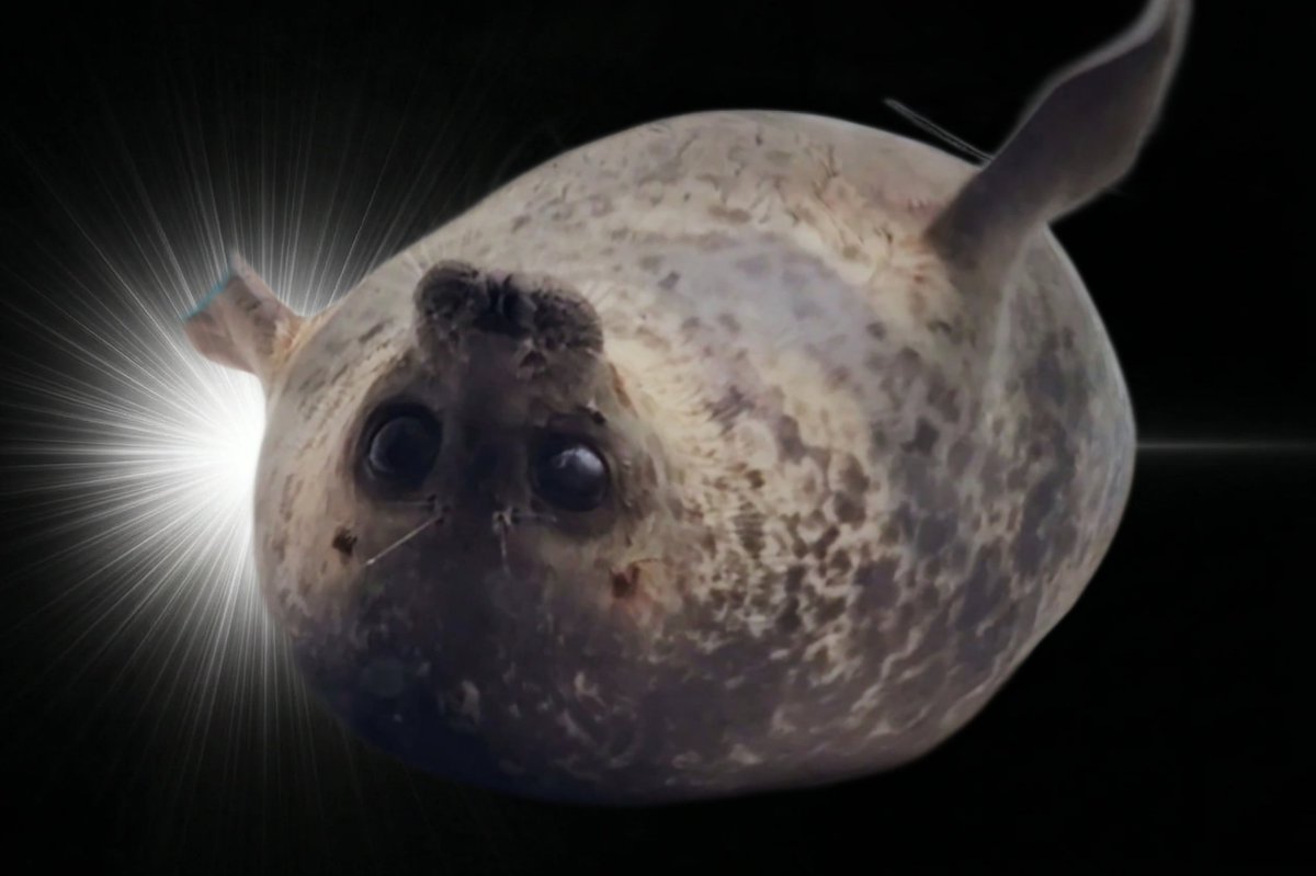 ラッシー lassie🦭 tweet media