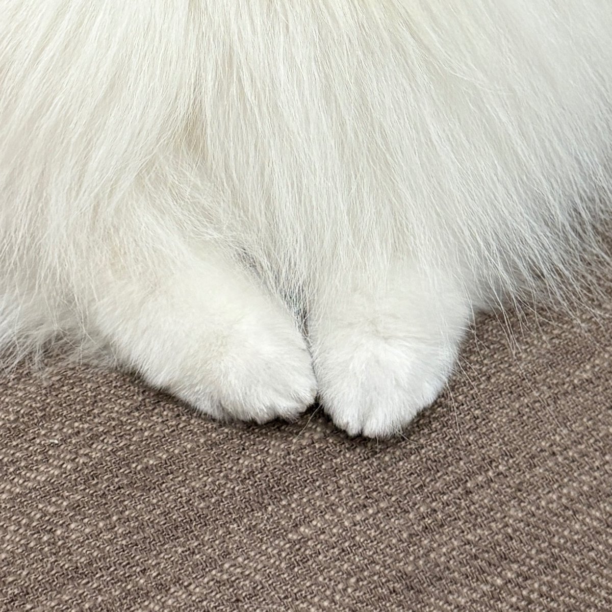 ゆきみ と だいふく tweet media