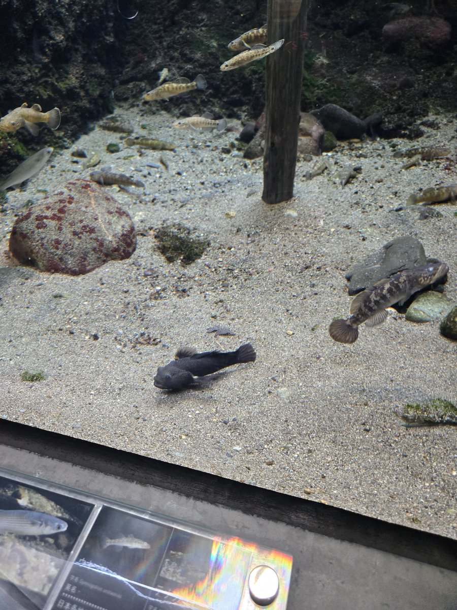 みる🐈‍⬛ tweet media