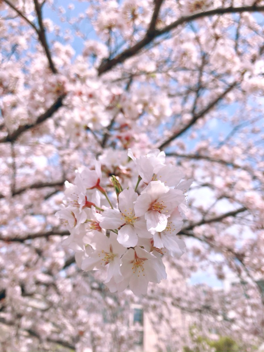 桐山 莉々菜 🫧 tweet media