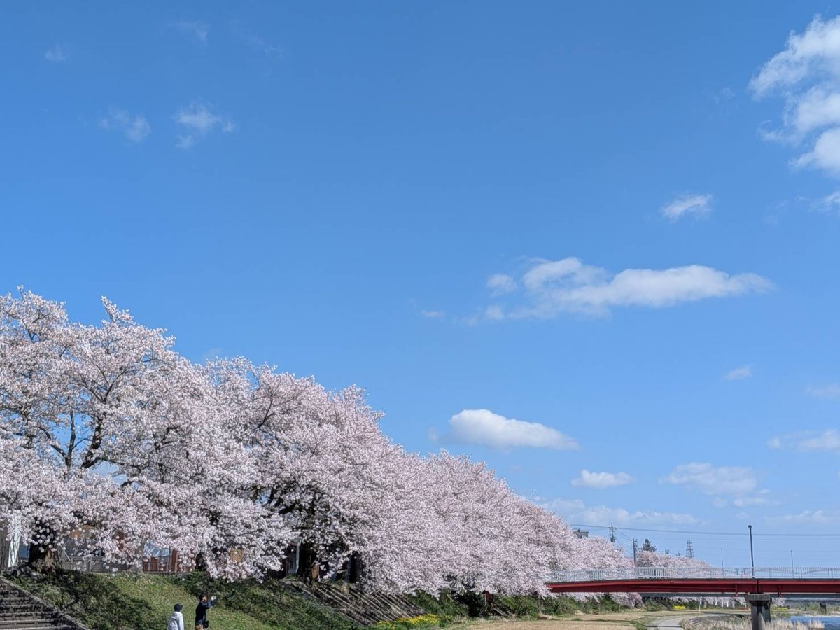 桜ちょー綺麗だった🌸🍃