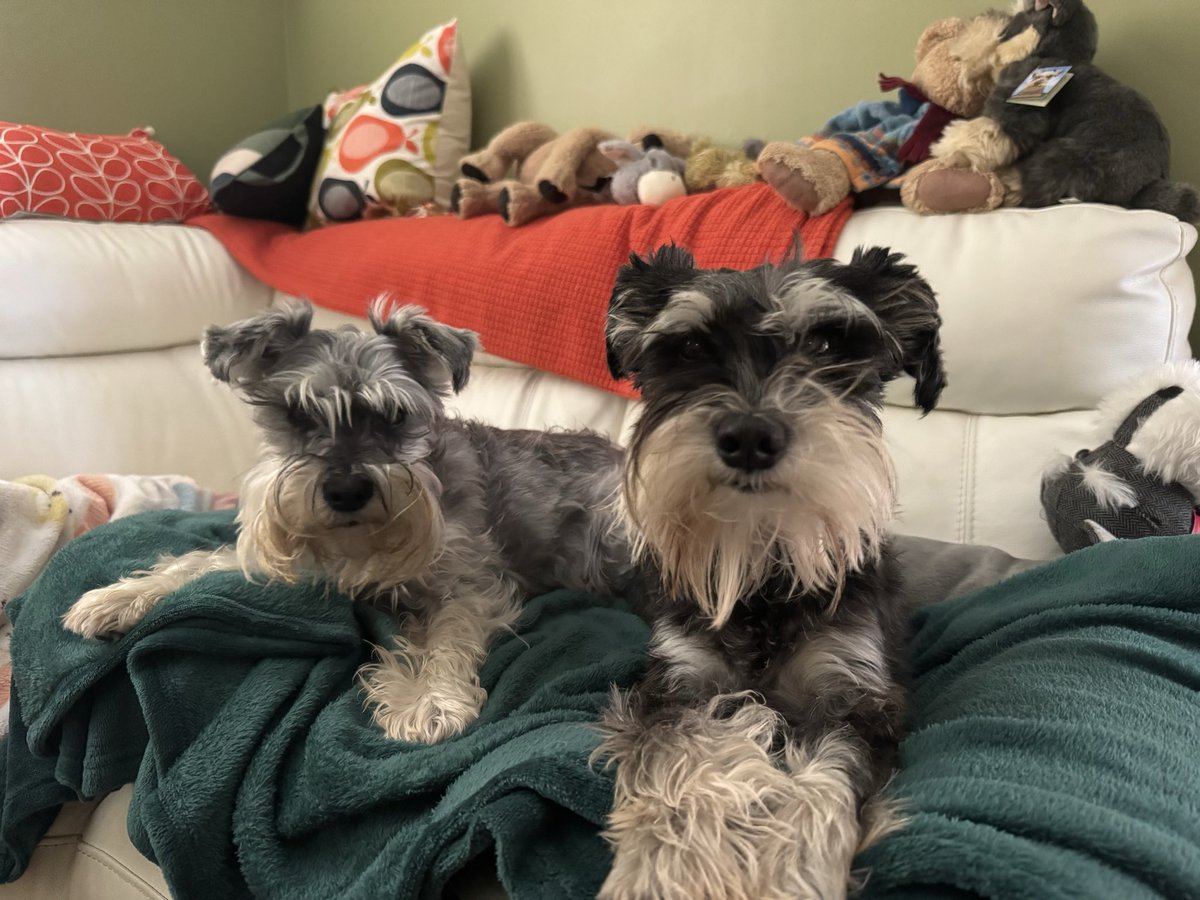 Coco & Skippy Mini Schnauzers tweet media