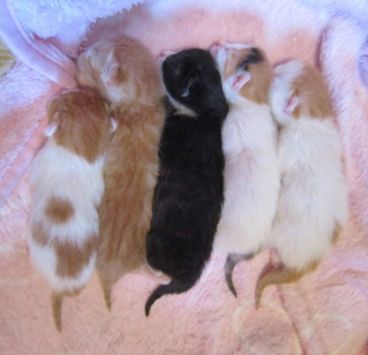 猫じゃらし tweet media