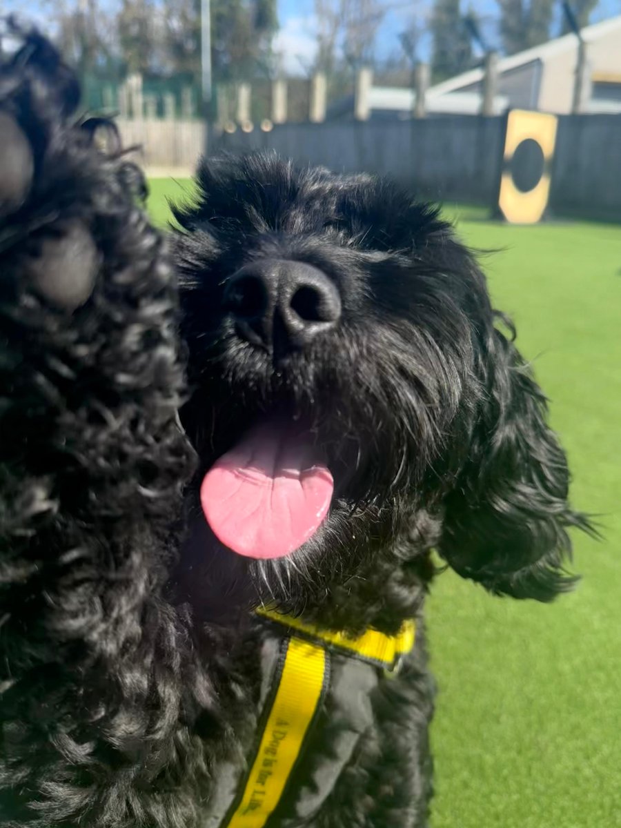 Dogs Trust Glasgow tweet media