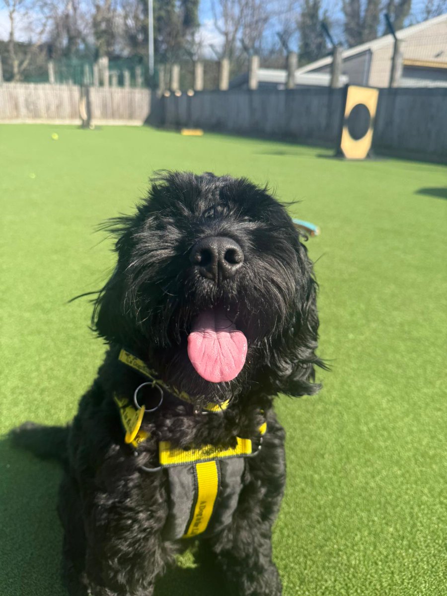 Dogs Trust Glasgow tweet media