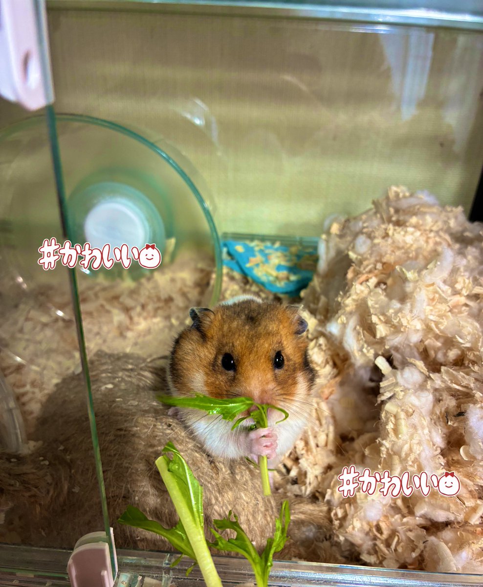 偏頭痛持ちのブタ@そろそろ養豚場 tweet media