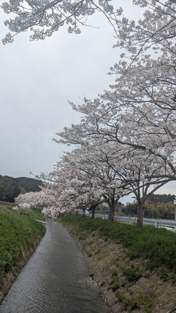sleepernote01's tweet photo. この間夜桜の所に
昼間見に行ってきた〜

曇ってたけど桜は綺麗だった〜

 #日常垢
 #お花見
 #写真好きな人と繋がりたい https://t.co/yO03kl9Exy