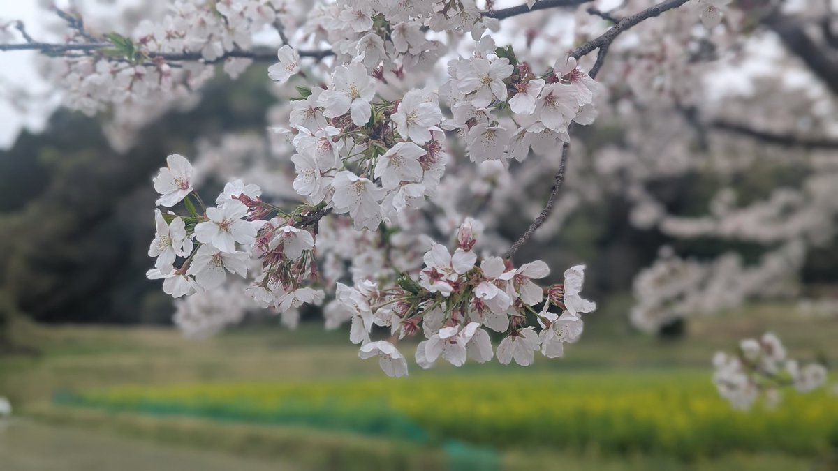 sleepernote01's tweet photo. この間夜桜の所に
昼間見に行ってきた〜

曇ってたけど桜は綺麗だった〜

 #日常垢
 #お花見
 #写真好きな人と繋がりたい https://t.co/yO03kl9Exy