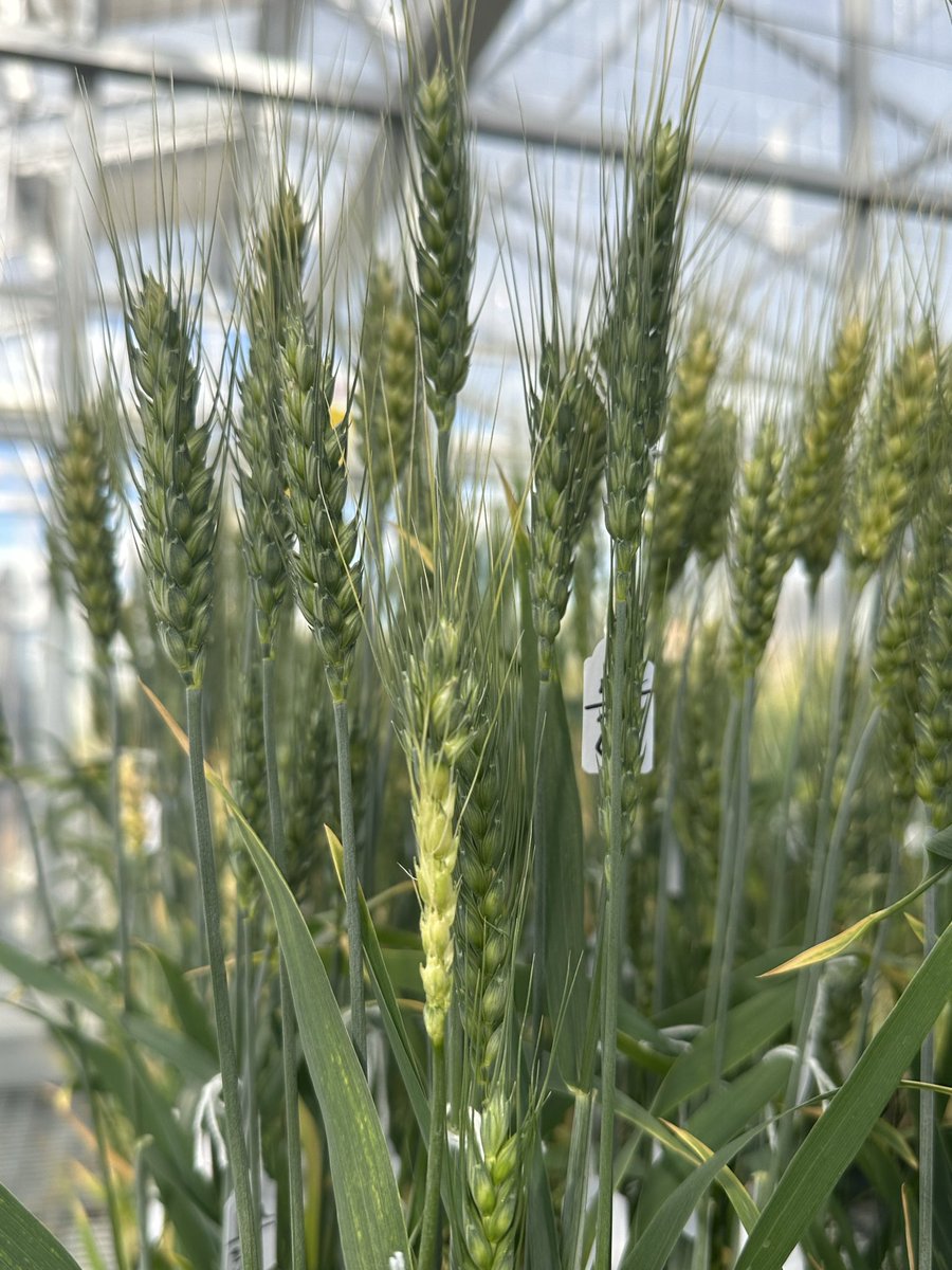 Felicity Harris tweet media