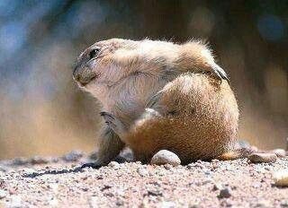 Premier Base tweet media