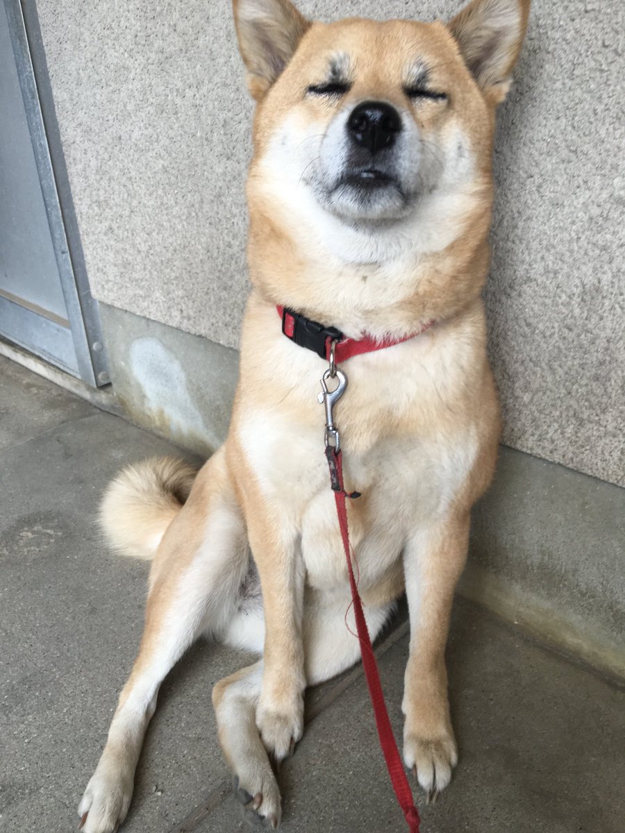 ふぇね tweet media