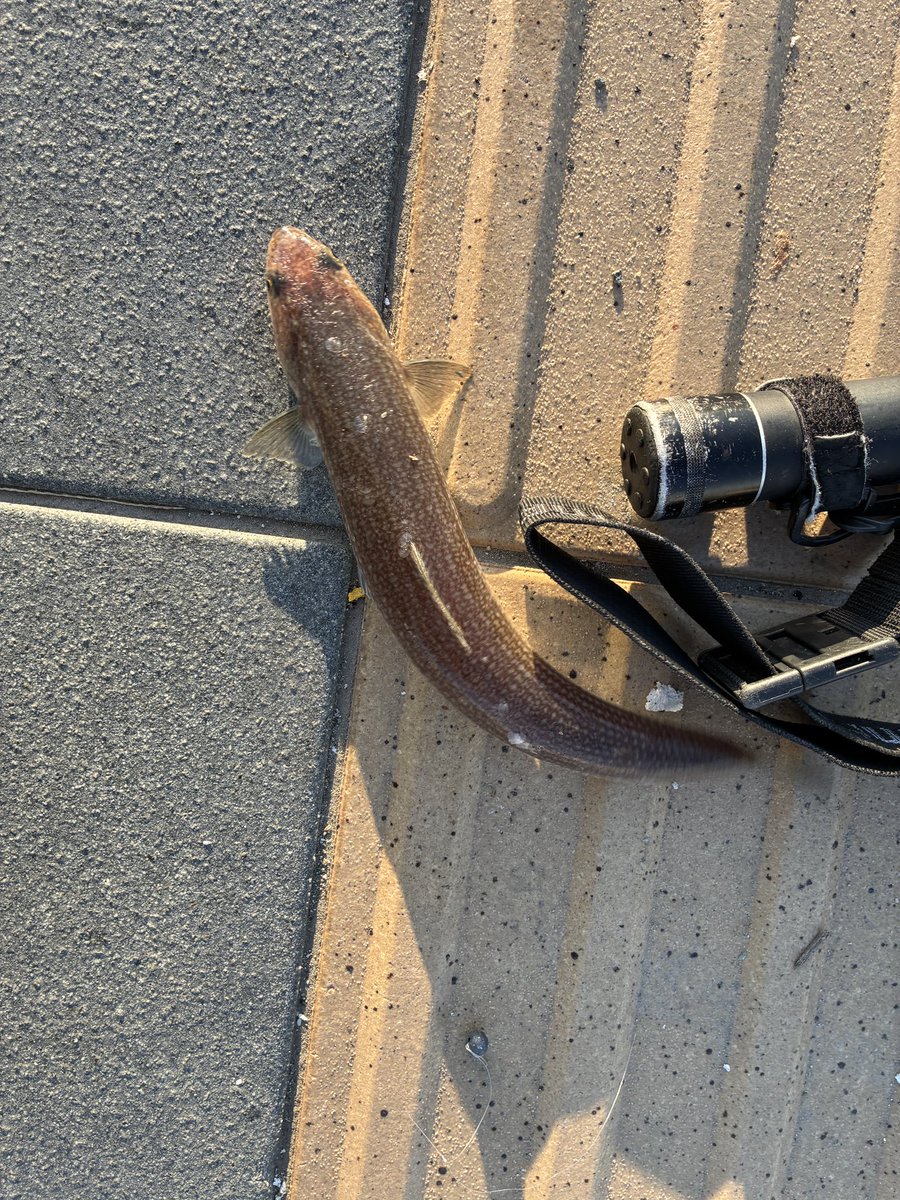 ナンカイテイオー tweet media