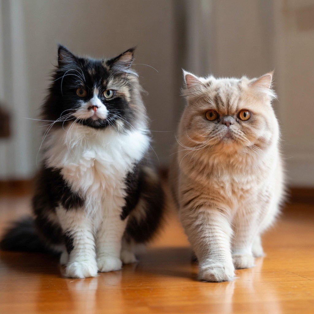 ムック tweet media