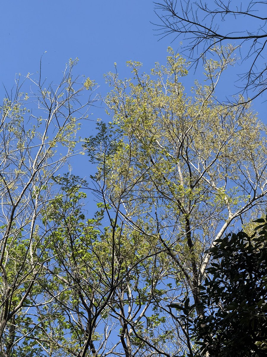 花咲ねこ tweet media