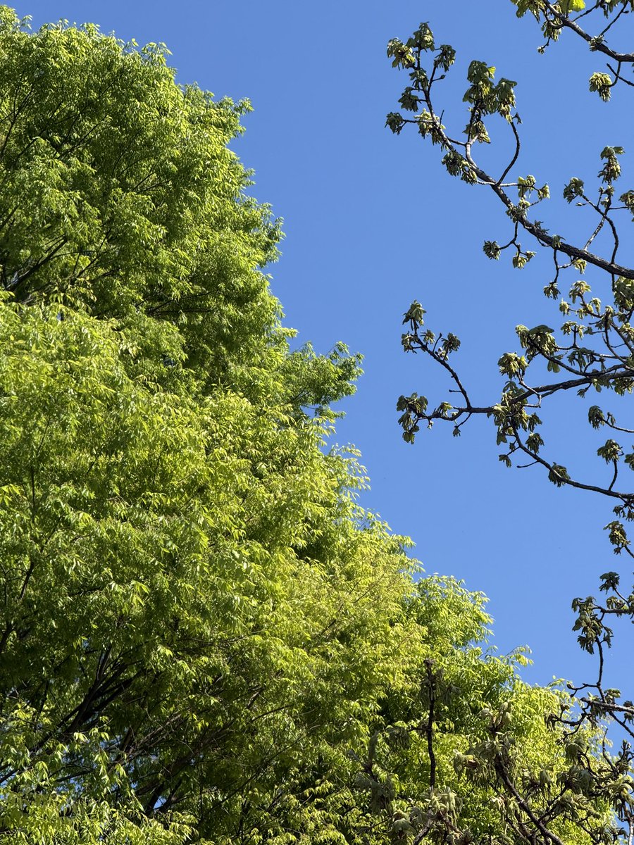 花咲ねこ tweet media