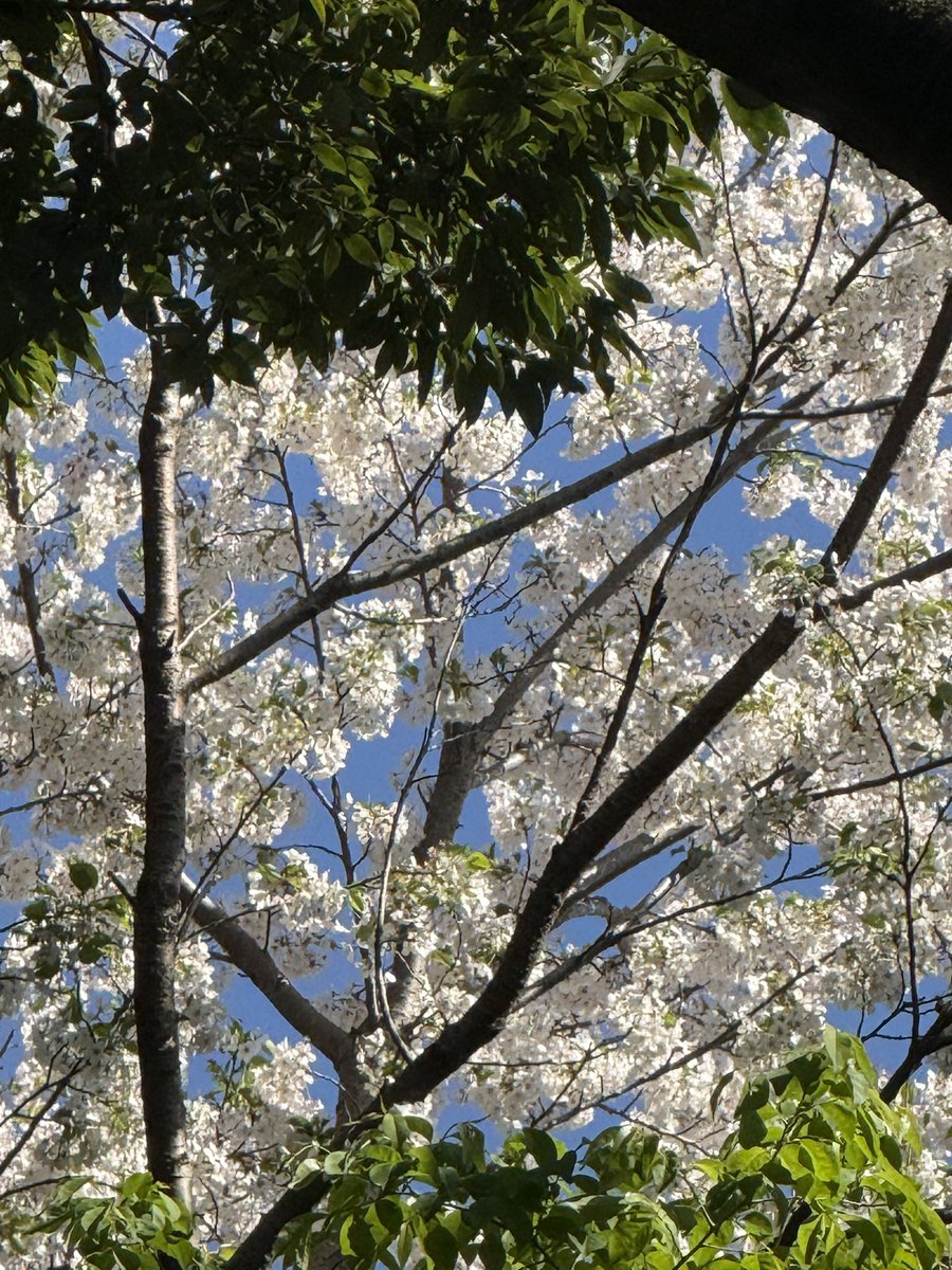 花咲ねこ tweet media