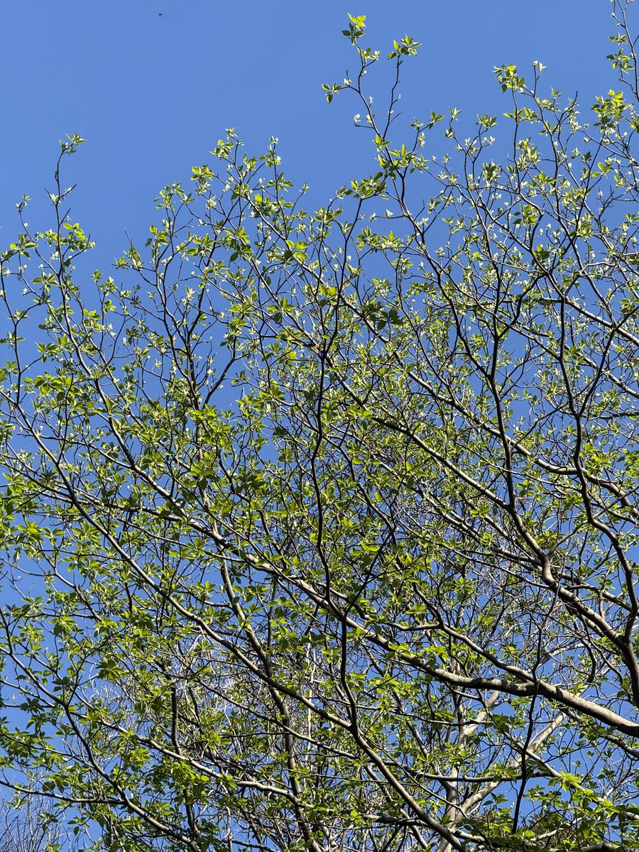 花咲ねこ tweet media