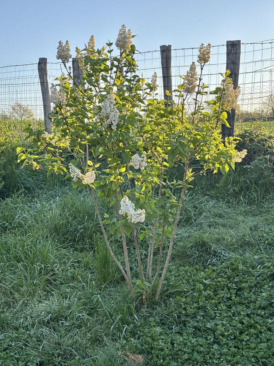 Mustang 🐻💫 Shelby 🐻 et Viking 🧸 tweet media