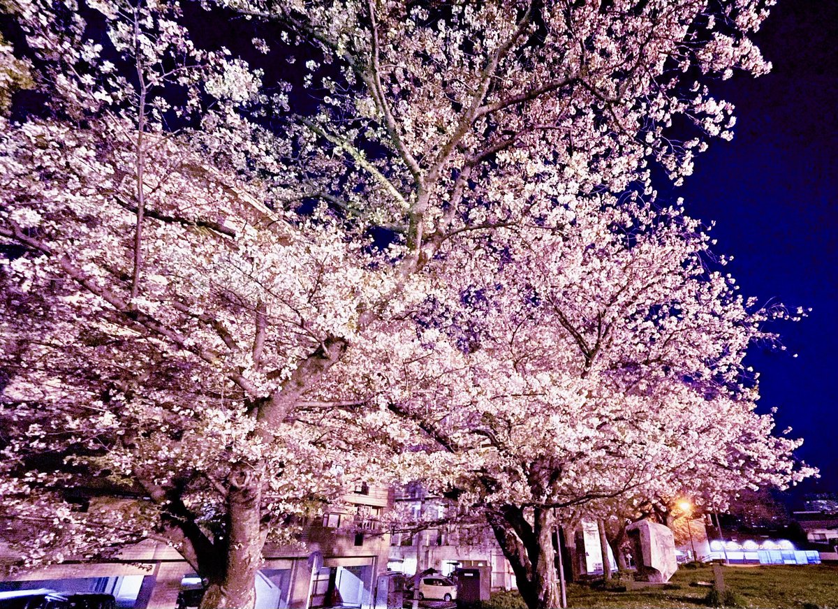 星華音 戦士@1/25デビューしました💪 tweet media