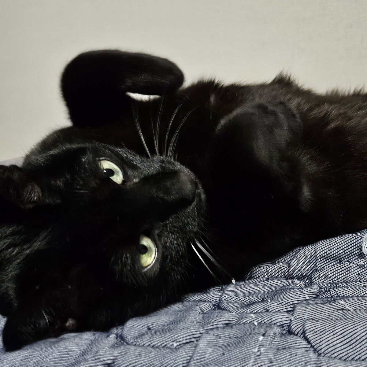 대한아스테룸플리დ (대플) tweet media