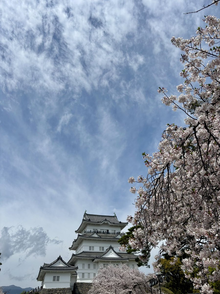 denkiiruca's tweet photo. 小田原城　桜🌸4 https://t.co/ru3nQW1LN6