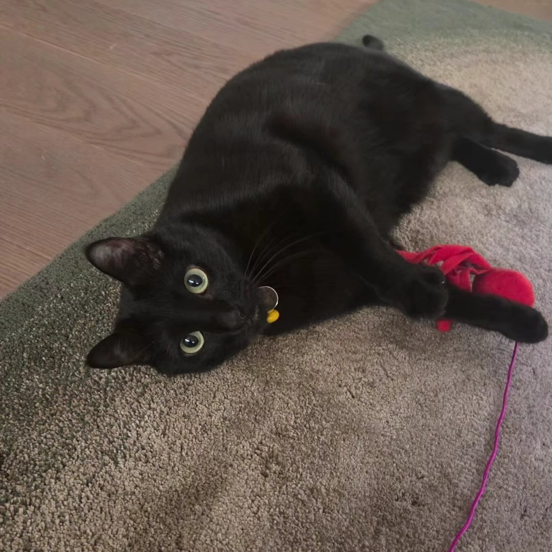 🎼p a b o⁷🎼🪭 ㉧㉣㉣ tweet media