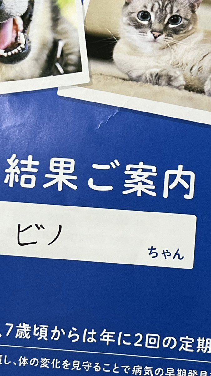 茶リオとビノの生活 tweet media