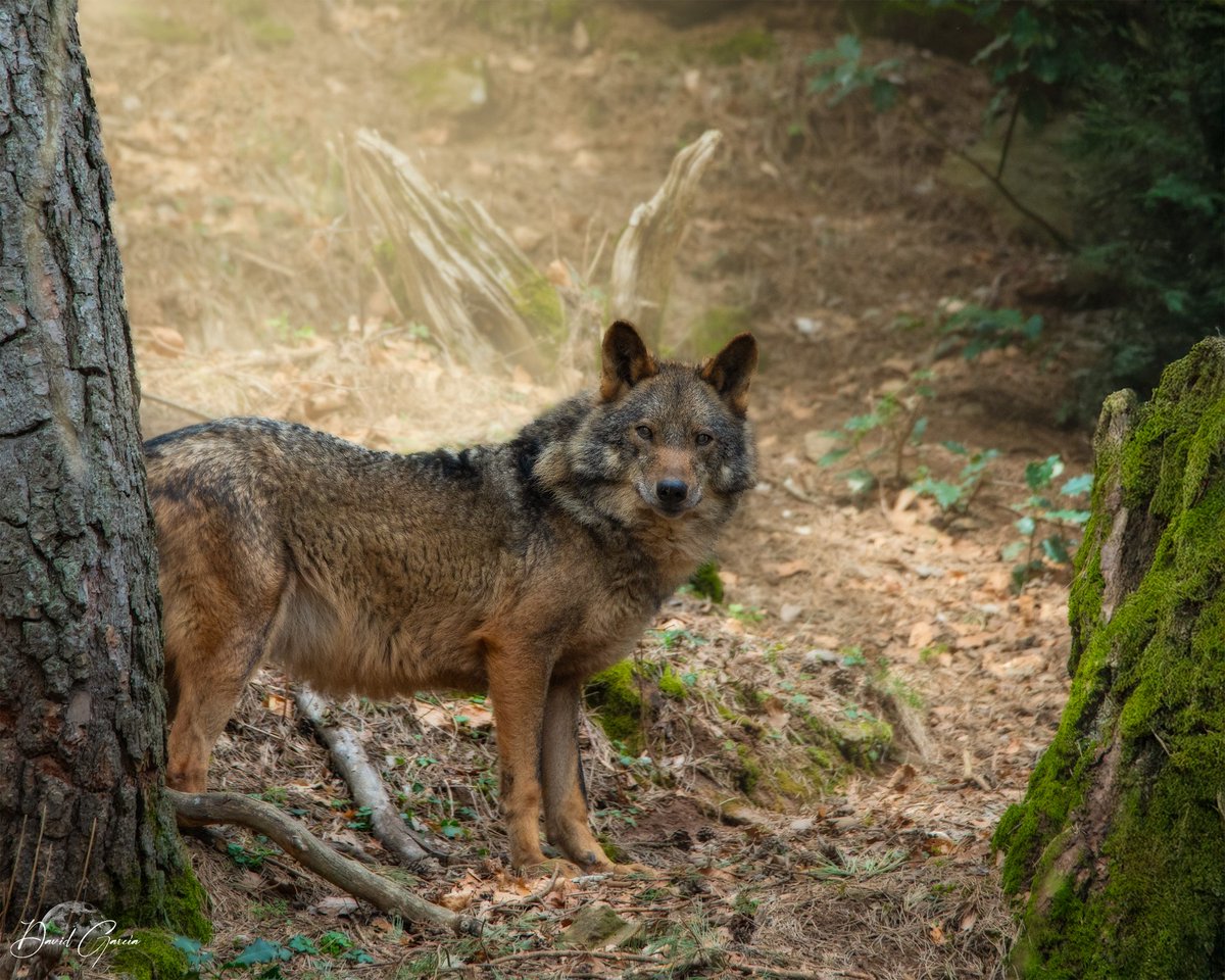 David García tweet media