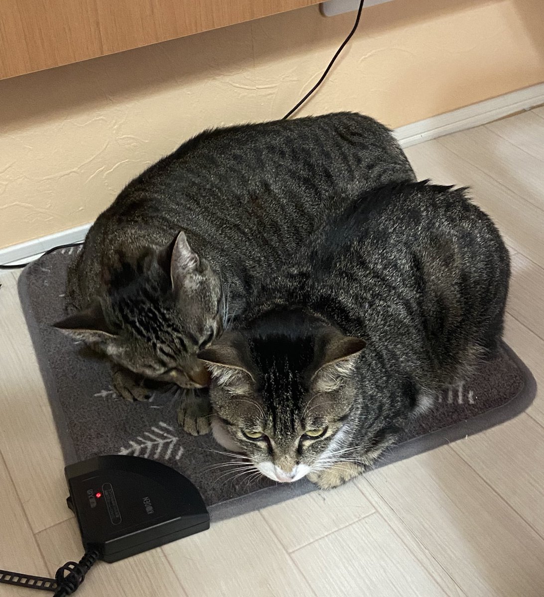 いえもり tweet media