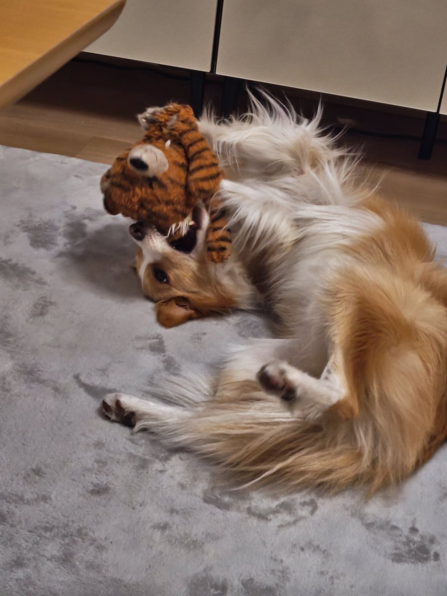 アイリス🐶ボーダー・コリー🐾 tweet media