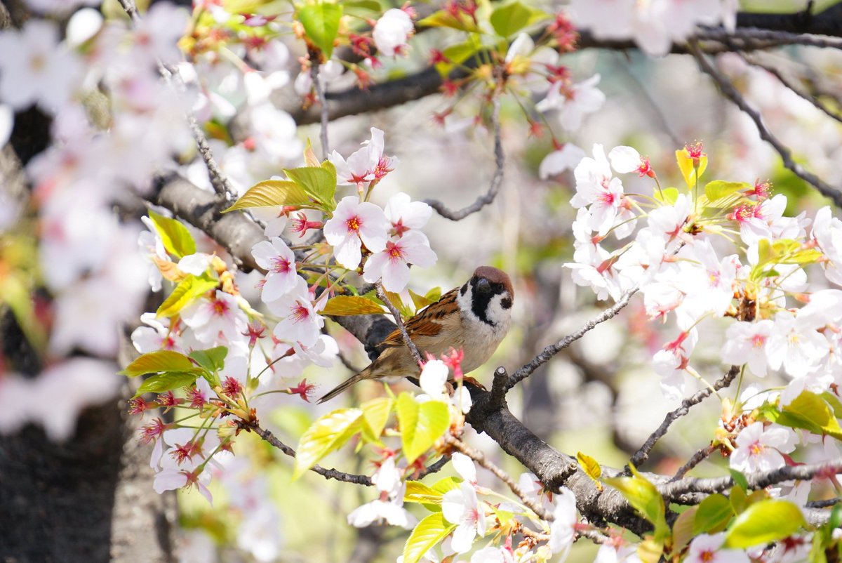 RYOKUCHA_OK's tweet photo. 今年の桜ももう終わり。スズメさんと桜の写真が今年も撮れました。桜の中のスズメさんは本当に可愛い。
ちょこちょこ動くスズメさんを撮るのは難しいですね。
明日まで桜の花はあるかなぁ。
#カメラ初心者
#お花見
#天満橋周辺
#銀橋
#桜とスズメ
#帝国ホテル
#桜 https://t.co/LHp2a0bOLL