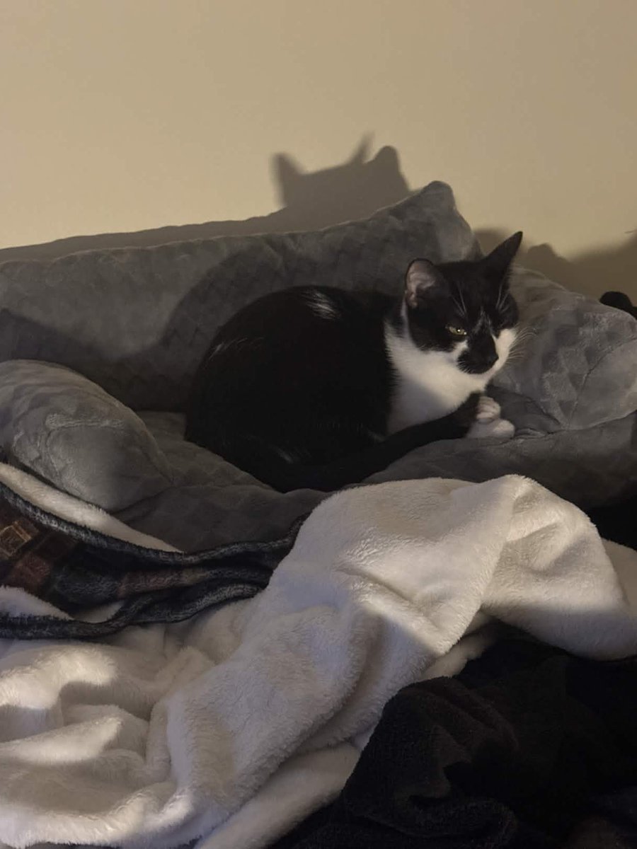 generalbri's tweet photo. These two are not bonded lmao. They just liked the same cat house and tolerate each other. They are opposites altogether. The 2 year old tuxedo, Silica, loves to play with toys, run around, is very talkative and was out roaming the house by the second day. She likes being up high https://t.co/wdCUEN8QcY
