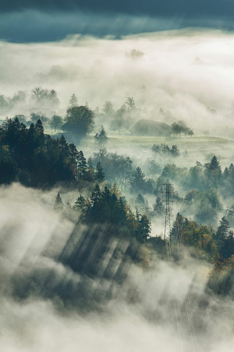 purenature_1's tweet image. Misty sunbeams ☀️🍃 #Pure #Nature