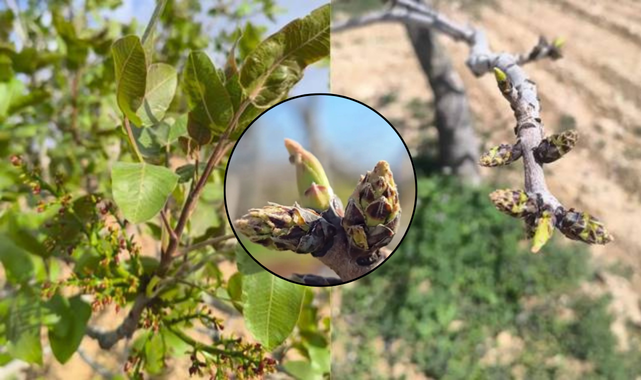 Ajans Balıklıgöl Haber tweet media