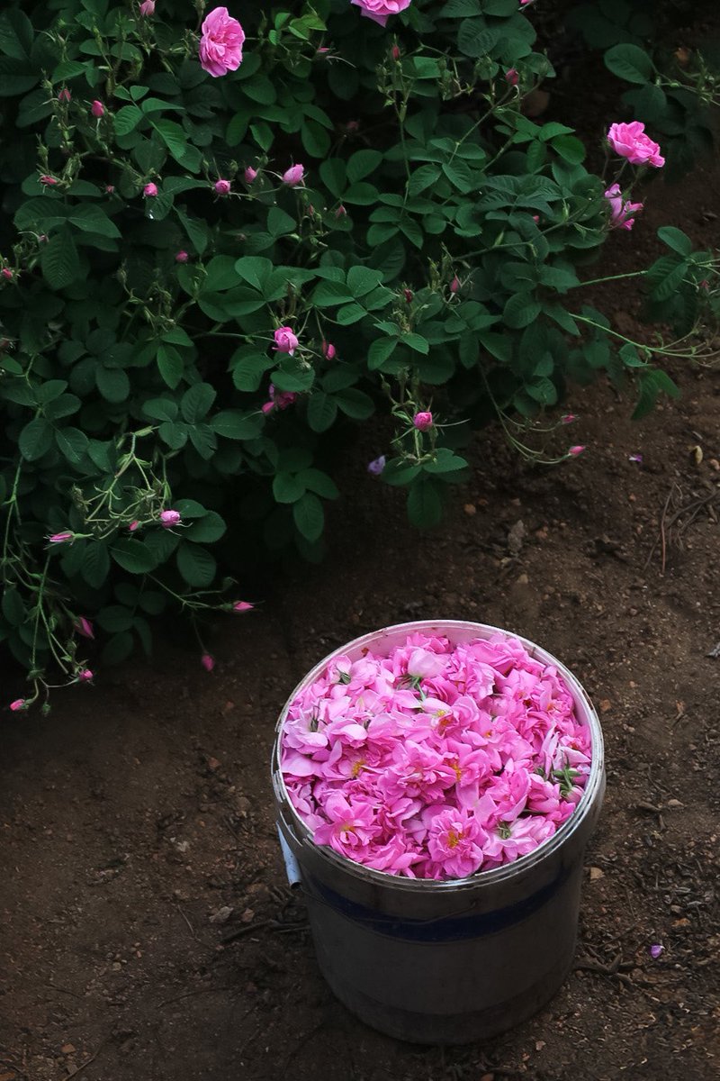 إمارة منطقة مكة المكرمة tweet media