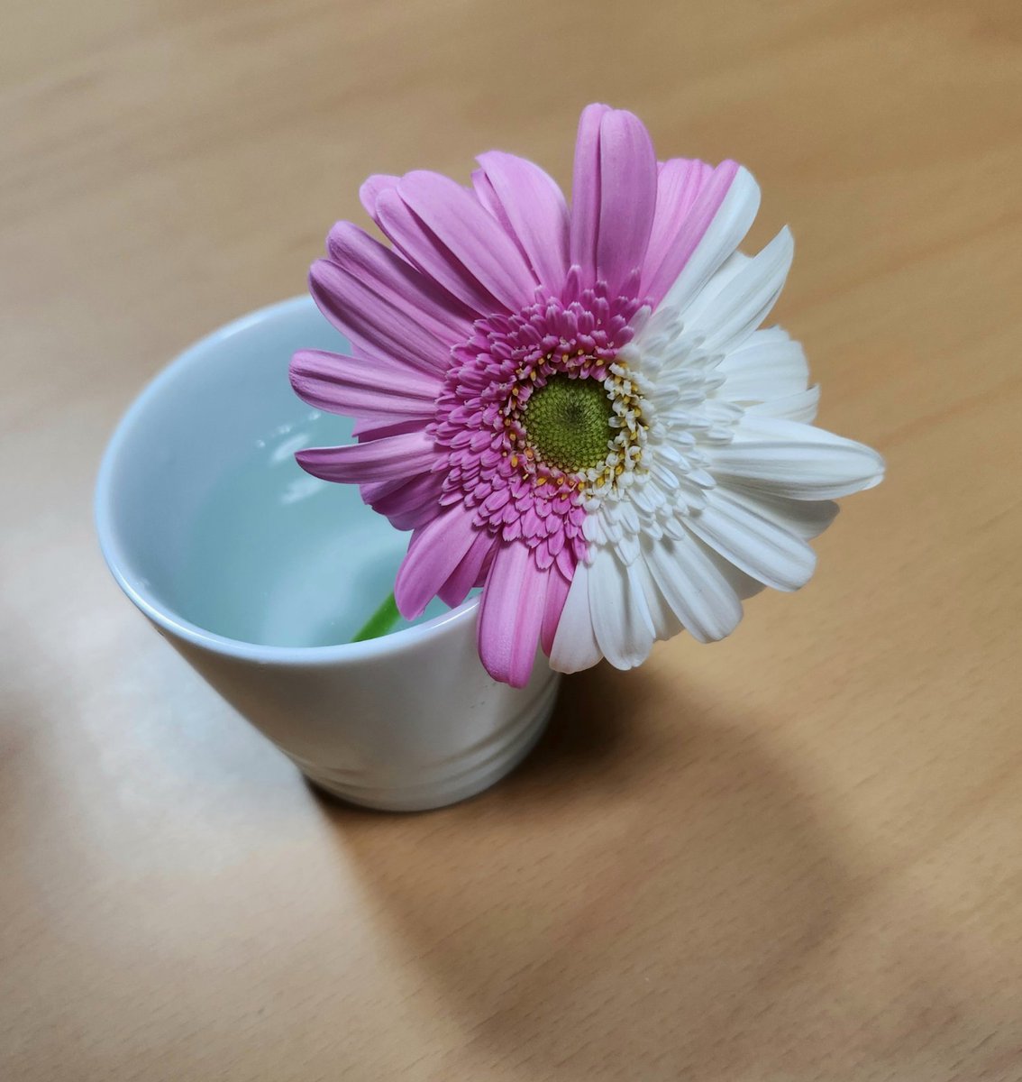 なみ🌹薔薇に夢中🌹 tweet media