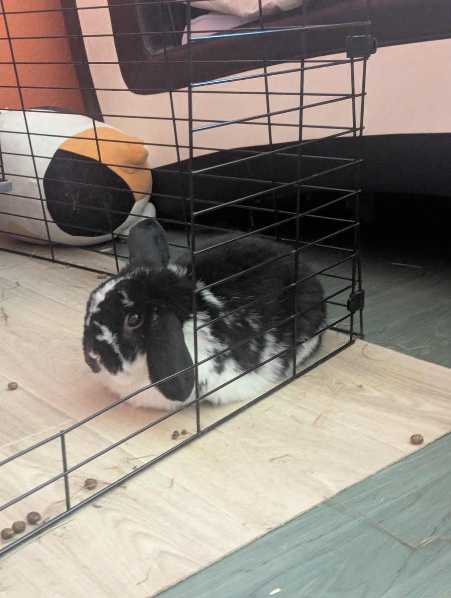 ruby (@virag@gock.virag.top) tweet media