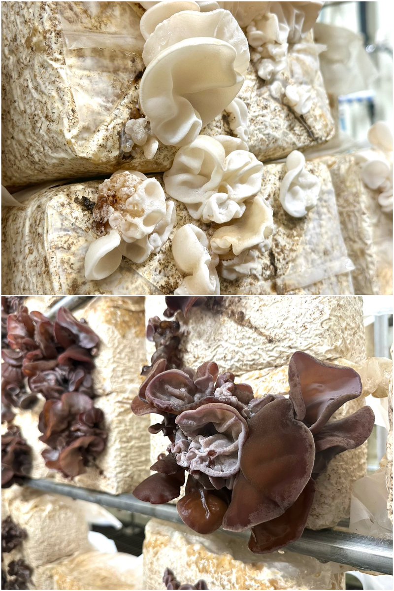 半田いまり tweet media